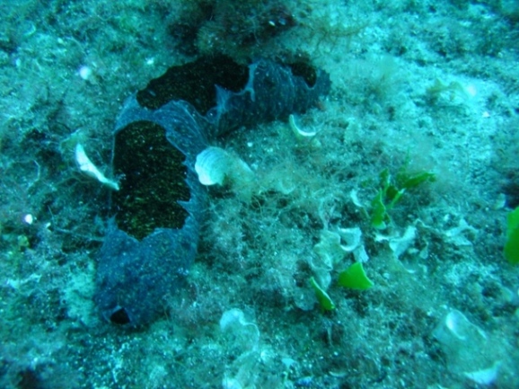 Informazioni sulle oloturie in Sardegna